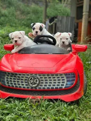 Bulldog Puppy