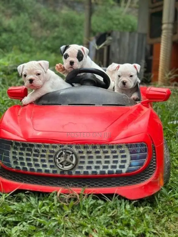 Bulldog Puppy