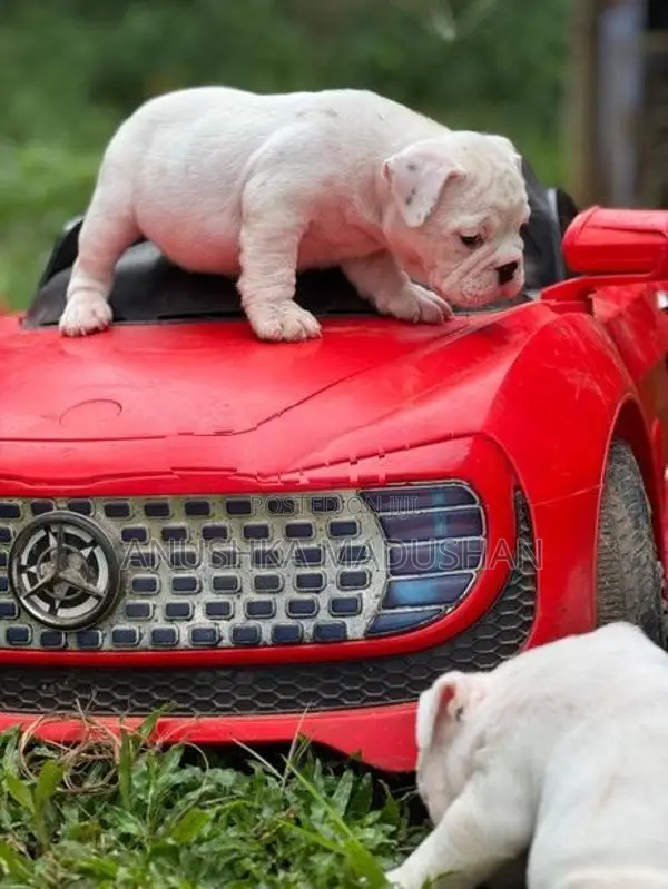 Bulldog Puppy