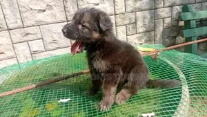 German Shepherd Puppies