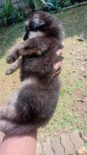 German Shepherd Puppies