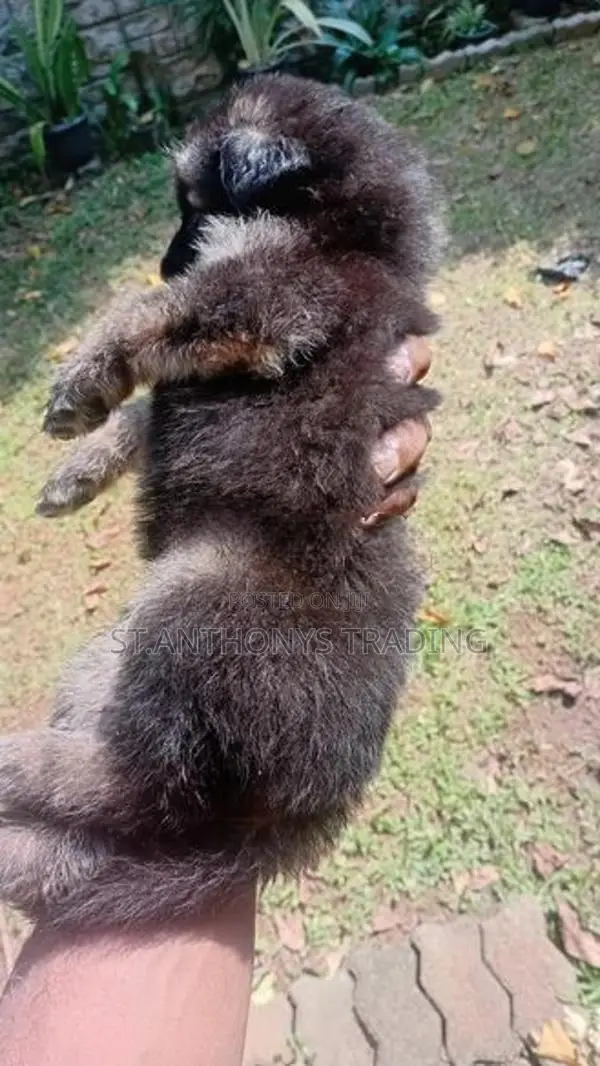 German Shepherd Puppies