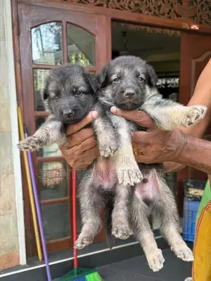 German Shepherd Puppies