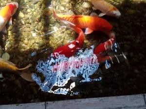 Carp Fish
