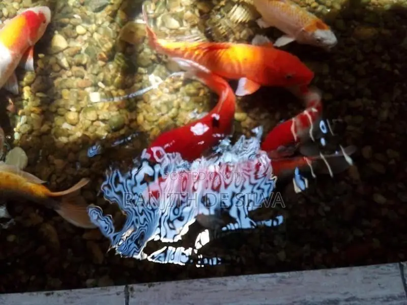 Carp Fish