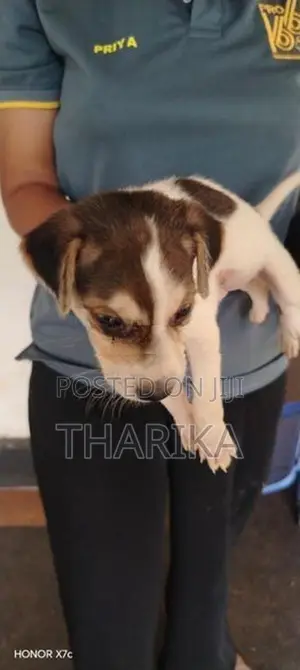 Coker Spaner (Babay Dog)