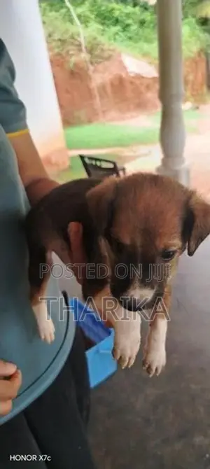 Coker Spaner (Babay Dog)