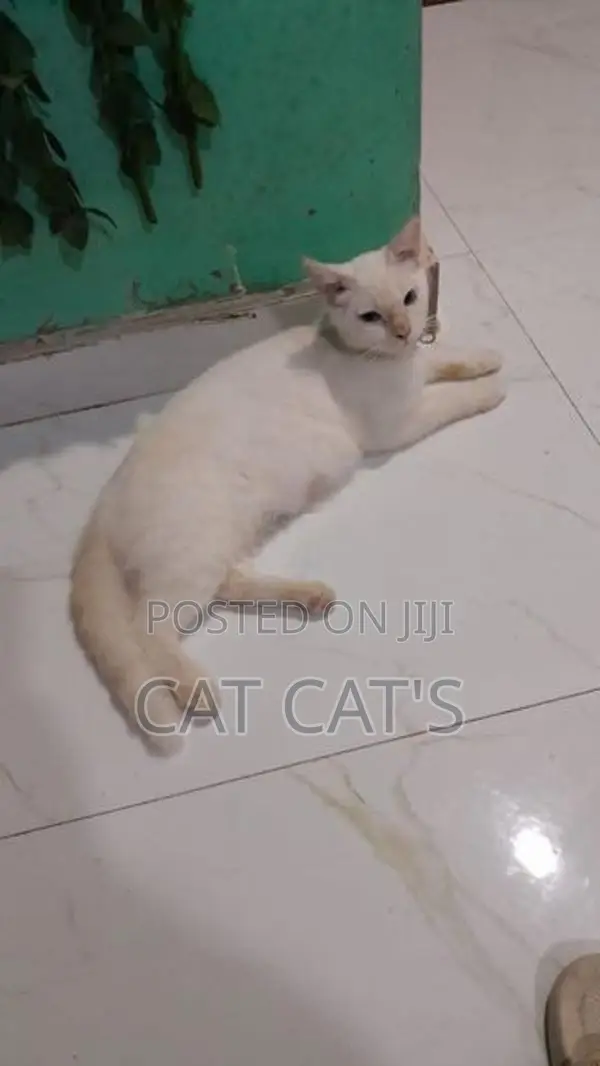 British Cat