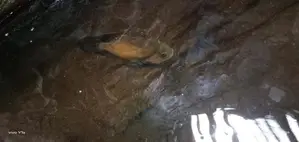 Oscar Fish