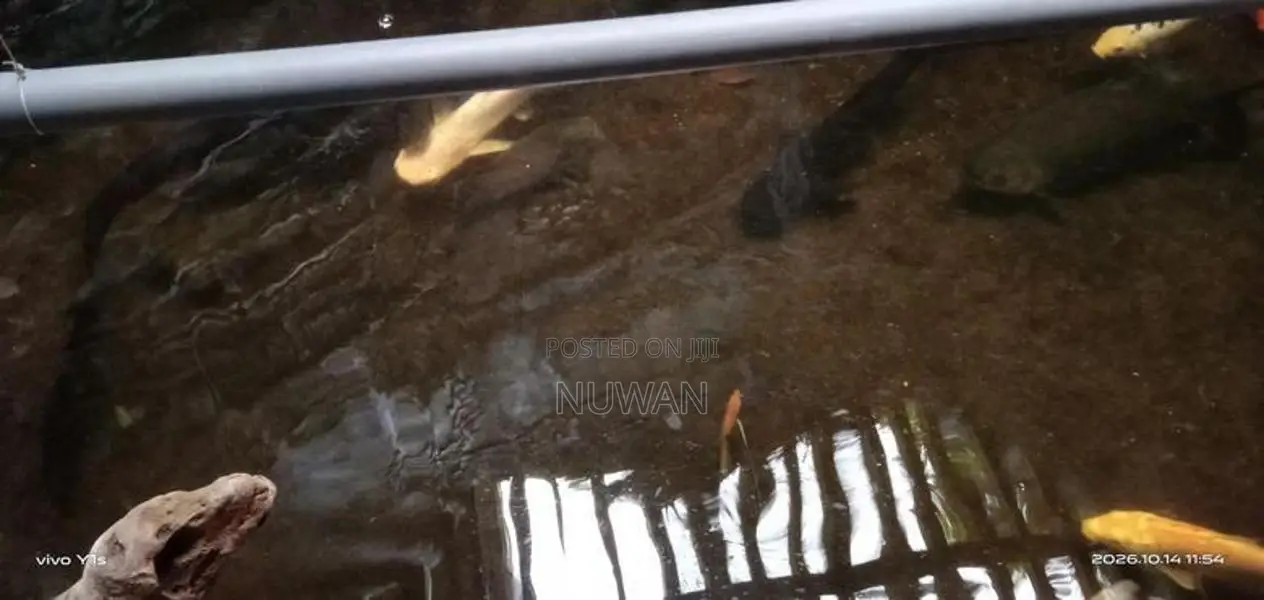 Oscar Fish