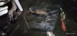 Oscar Fish