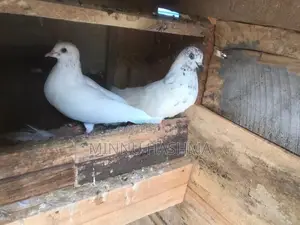 Pigoens