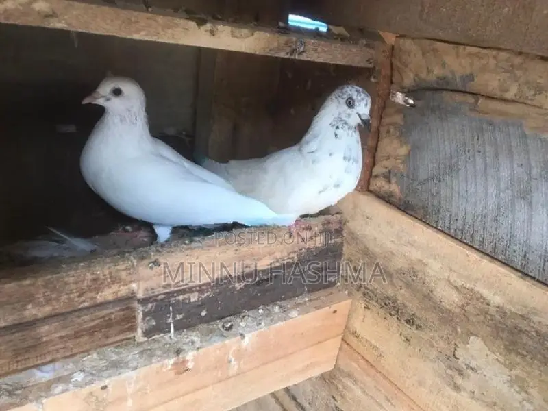 Pigoens
