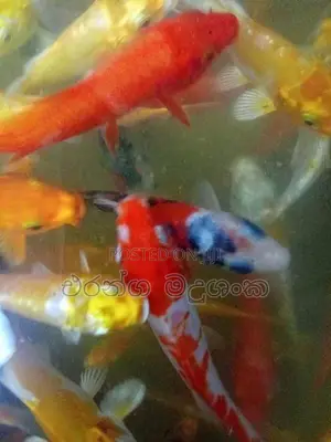 සුරතල් මසුන්
