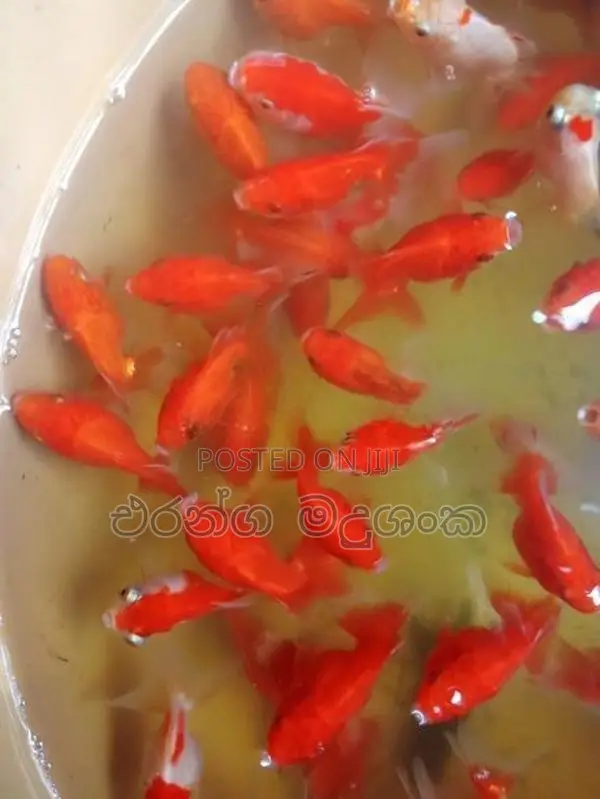 සුරතල් මසුන්
