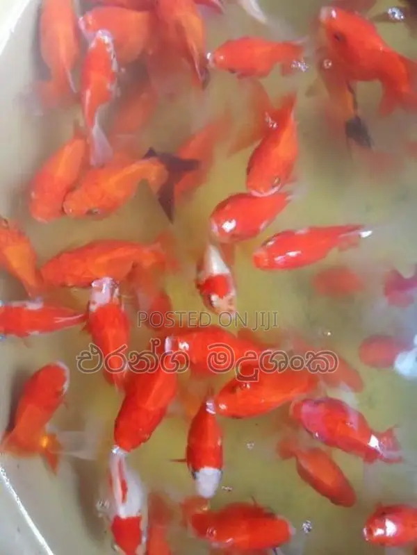 සුරතල් මසුන්