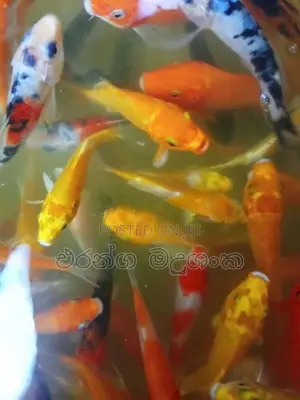 සුරතල් මසුන්