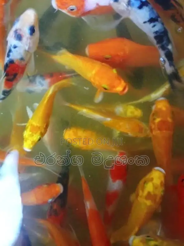 සුරතල් මසුන්