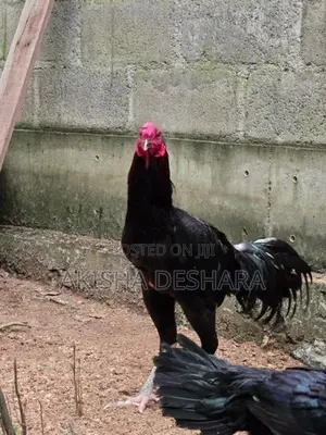 Aseel Rooster