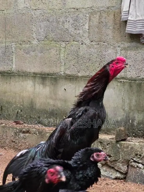 Aseel Rooster