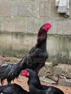 Aseel Rooster