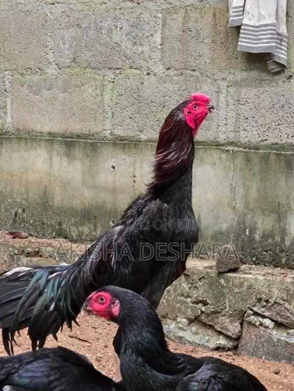 Aseel Rooster