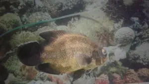 Copper Oscar