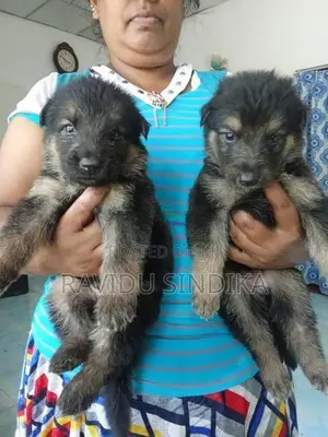 German Sheperd Puppies
