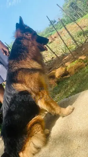 German Sheperd Puppies