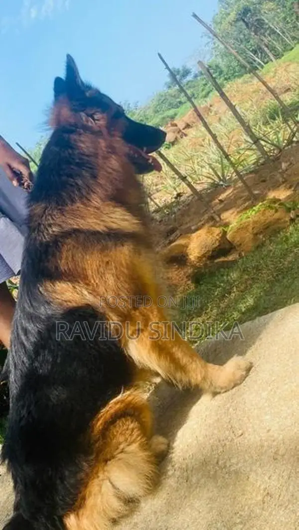 German Sheperd Puppies