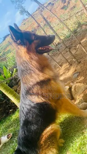 German Sheperd Puppies
