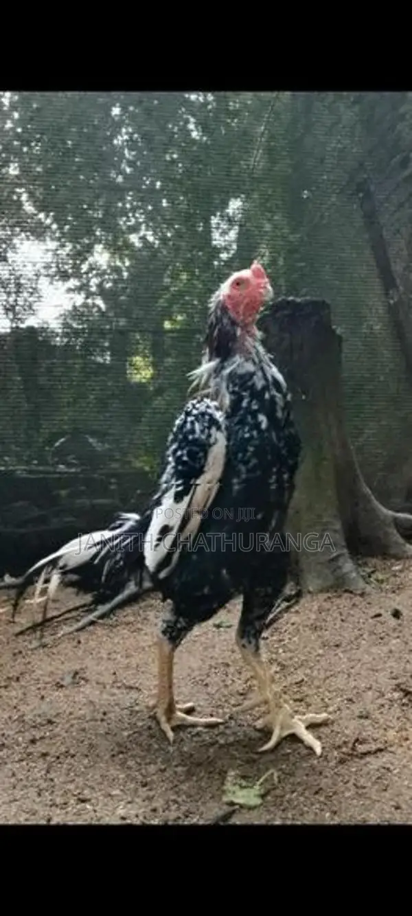 Shamo - Poultry