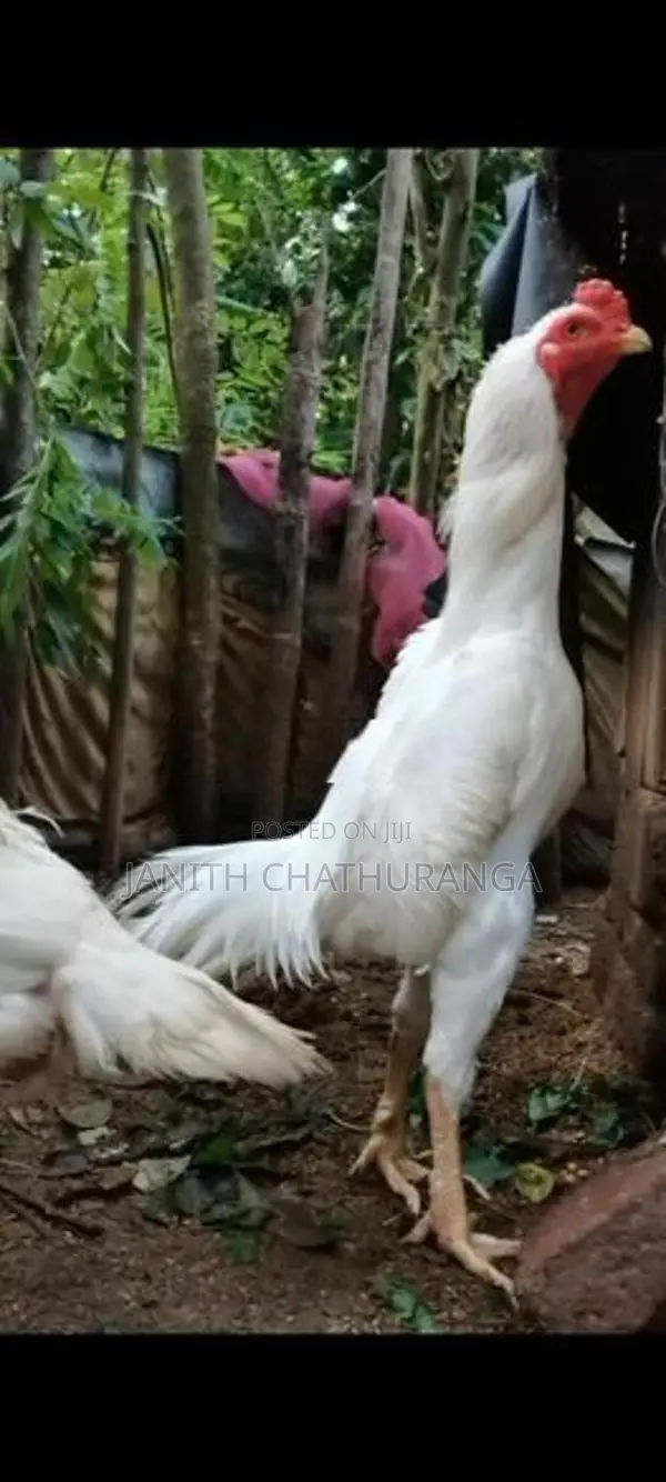 Shamo - Poultry