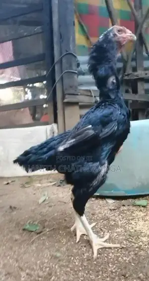 Shamo - Poultry
