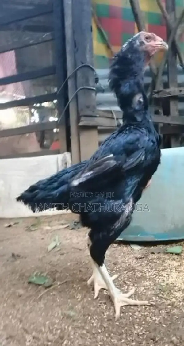 Shamo - Poultry
