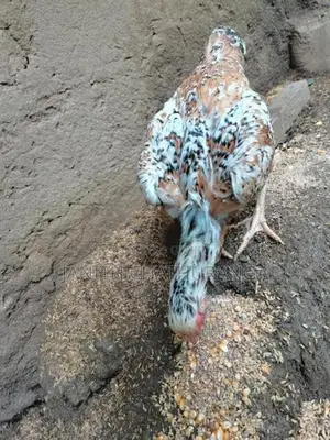 Shamo - Poultry