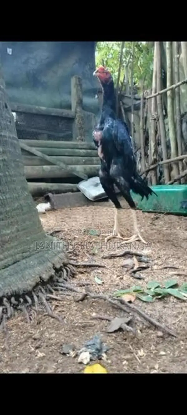 Shamo - Poultry