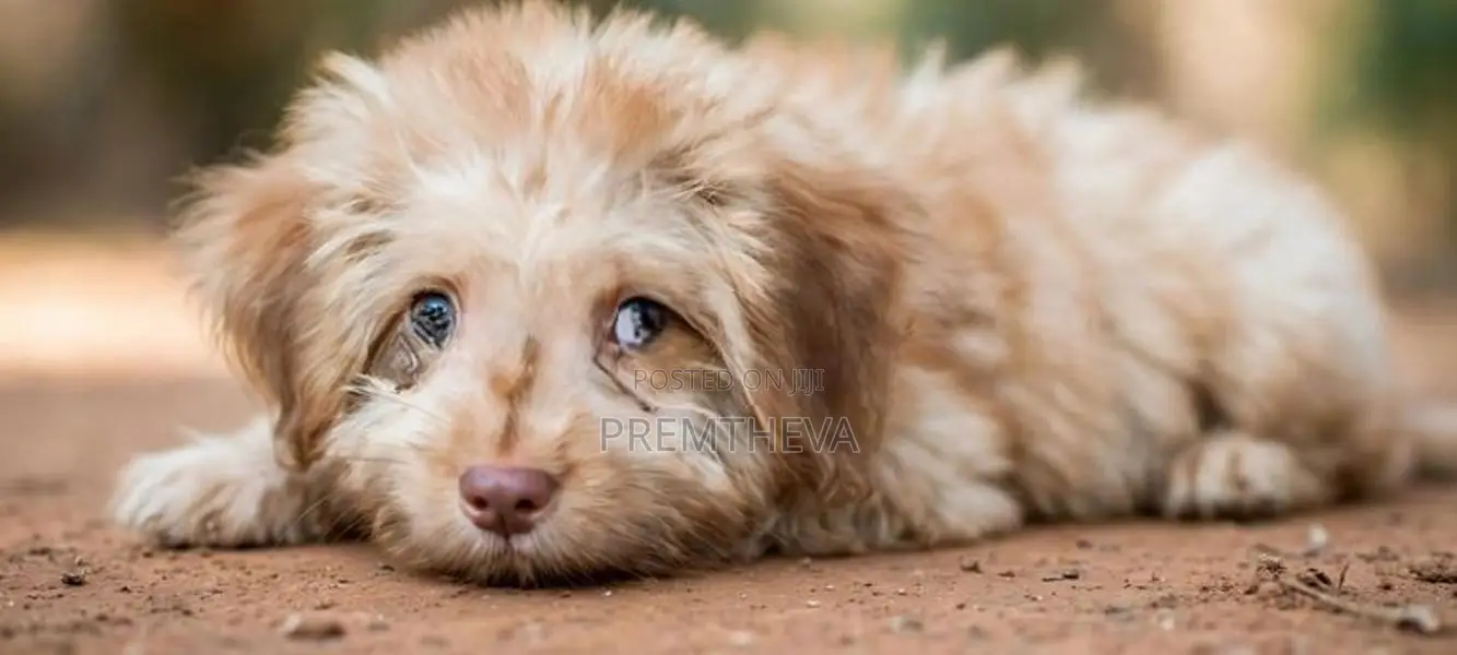 "Shitzue Breed" ஒரு ஆண் மற்றும் பெண் குட்டி உண்டு