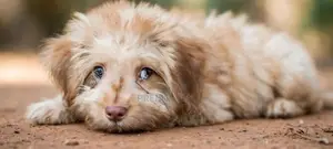 "Shitzue Breed" ஒரு ஆண் மற்றும் பெண் குட்டி உண்டு
