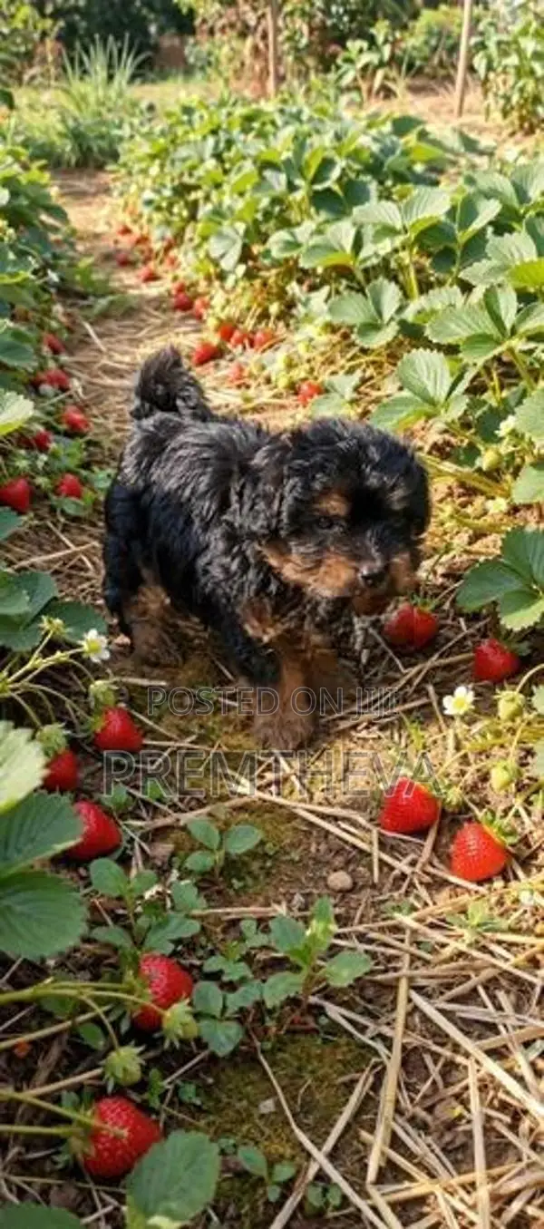 "Shitzue Breed" ஒரு ஆண் மற்றும் பெண் குட்டி உண்டு