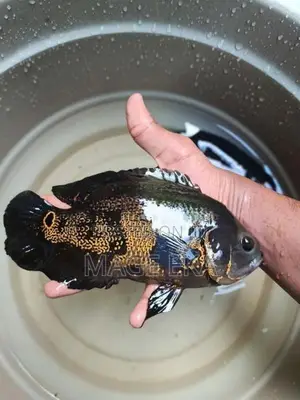 Oscar