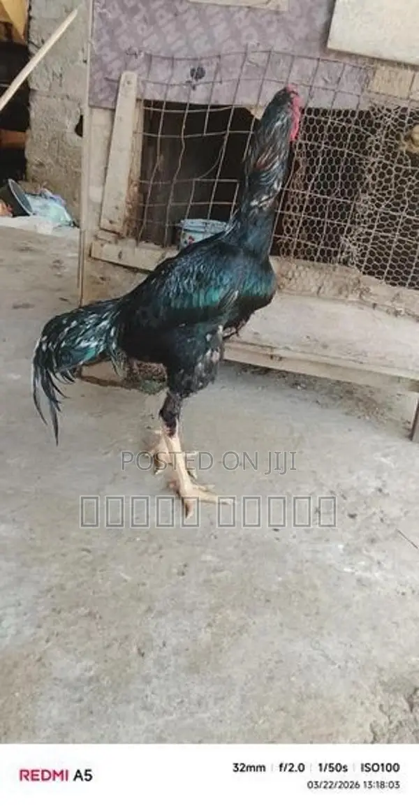 சண்டை சேவல்