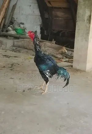 சண்டை சேவல்