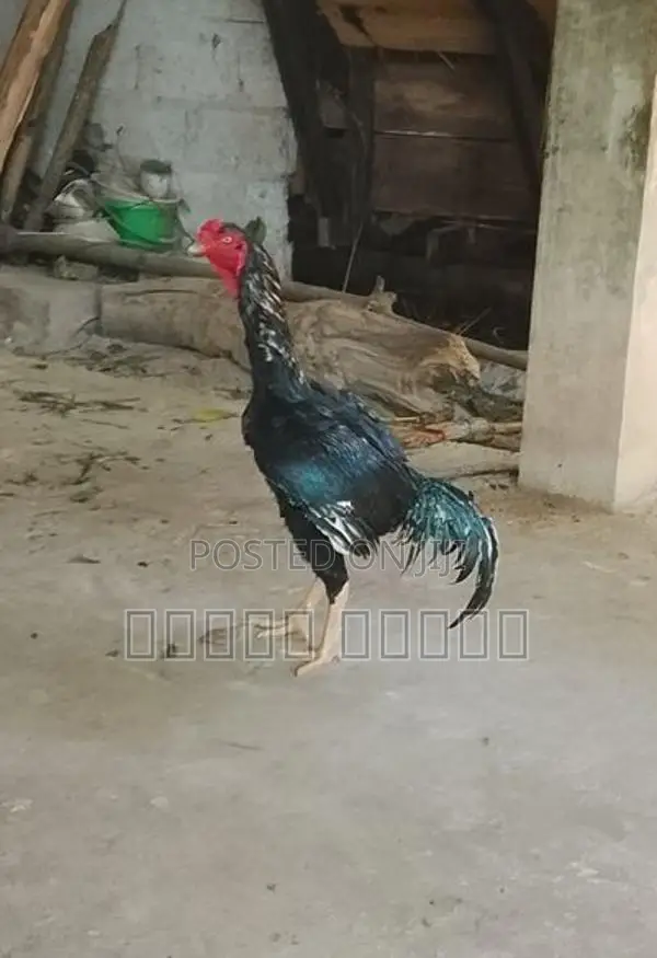 சண்டை சேவல்
