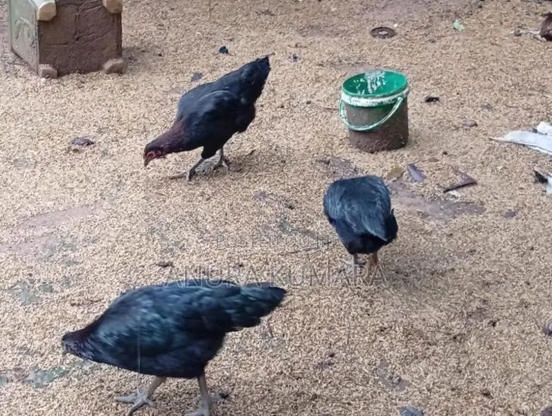 4months Old Hens