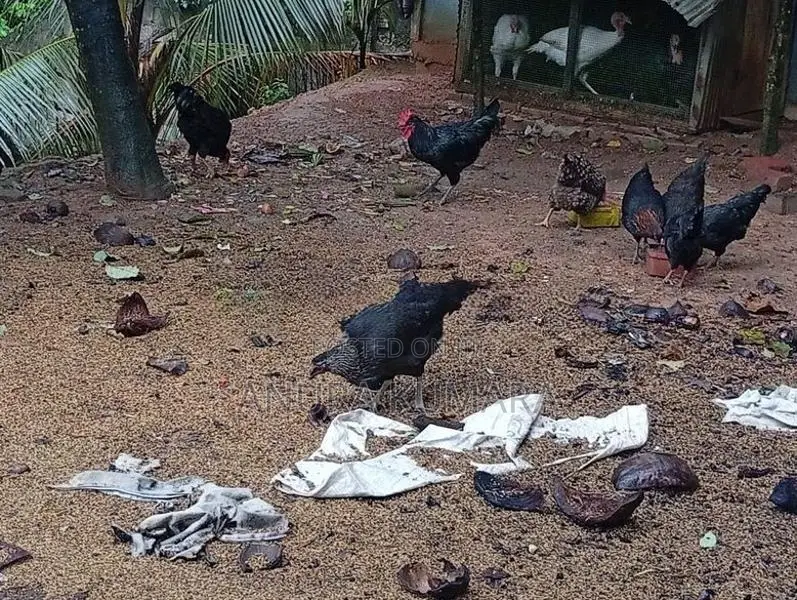 4months Old Hens