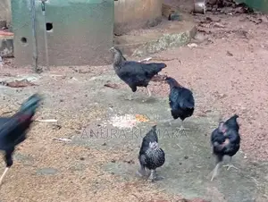 4months Old Hens