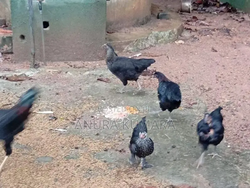 4months Old Hens
