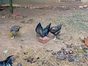 4months Old Hens