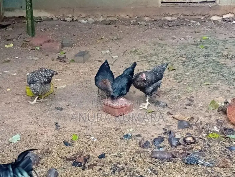 4months Old Hens